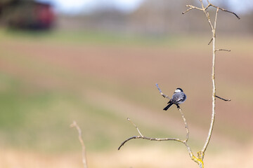 Small white wagtail (Motacilla alba) perched on a tree branch