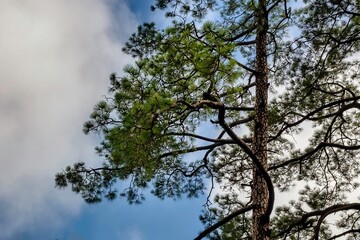 Majestic tree against a blue sky filled with fluffy white clouds in Trikuta hills in Jammu, India