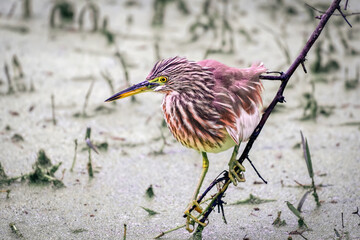 Majestic Indian Pond Heron on the shore of a lake in Rajasthan, India, searching for fish