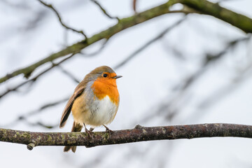 Small bird stands perched on the snow-covered branch of a tree against a wintery backdrop