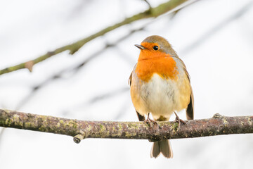 Majestic orange-feathered bird standing on a slender twig