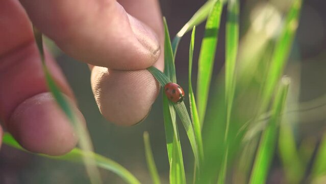 ladybug crawls on green wheat grass. agriculture a healthy eating organic food concept. farmer helps ladybug crawl on green wheat sprout. agriculture farm nature protection lifestyle