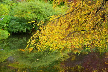 Outdoor garden scene in Victoria, British Columbia, Canada featuring lush green foliage and flowers.