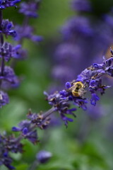 Bee diligently harvesting nectar from a vibrant bed of purple wildflowers.