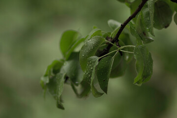 leaves on a branch with drops of rain 