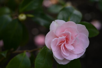 Closeup shot of a vibrant pink flower on a green-leafed plant in a backyard garden setting.