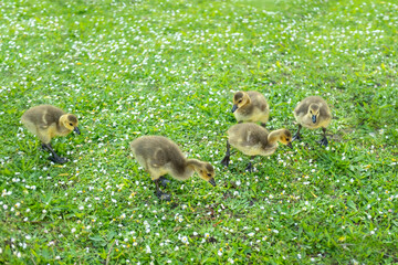 Goslings Canada goose, Brant canadian on green meadow with parents, Family waterfowl in natural habitat, Germany, bird migration control