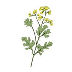 Naklejka premium The flower of the coriander plant, also known as cilantro.