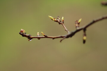 bud of a tree