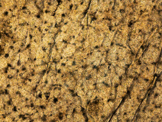 grape skin under the microscope - optical microscope x100 magnification