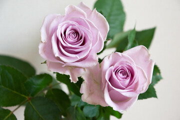 紫色の薔薇