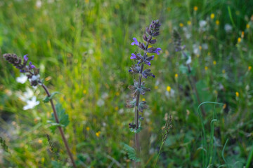 Violet wildflower Salvia verbenaca close-up in the field. Spring floral nature background. Wildflowers
