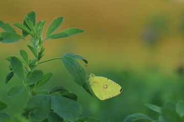 una farfalla colias crocea su una foglia di trifoglio
