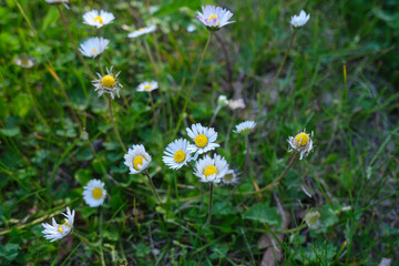 daisies in a meadow closeup in the green grass. top view. Spring concept. Natural background	
