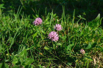 Clover flower in field. Purple wildflowers across green leaves close-up in the meadow. Natural background.	
