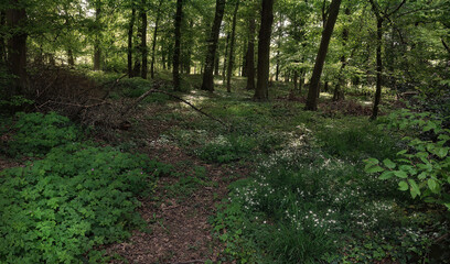 Fototapeta premium geheimnisvoller Wald