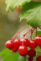 red berries of a viburnum, red viburnum, kalyna 