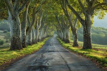 Naklejka premium Poplar Tree Lined Road: Symmetrical rows of trees along a country road.