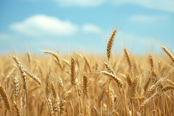 Fototapeta premium Ripe wheat ears against a clear blue sky, symbolizing abundant harvest