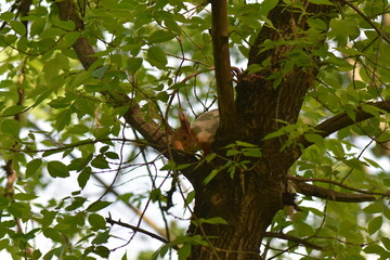 Gray squirrel on the tree trunk in the park