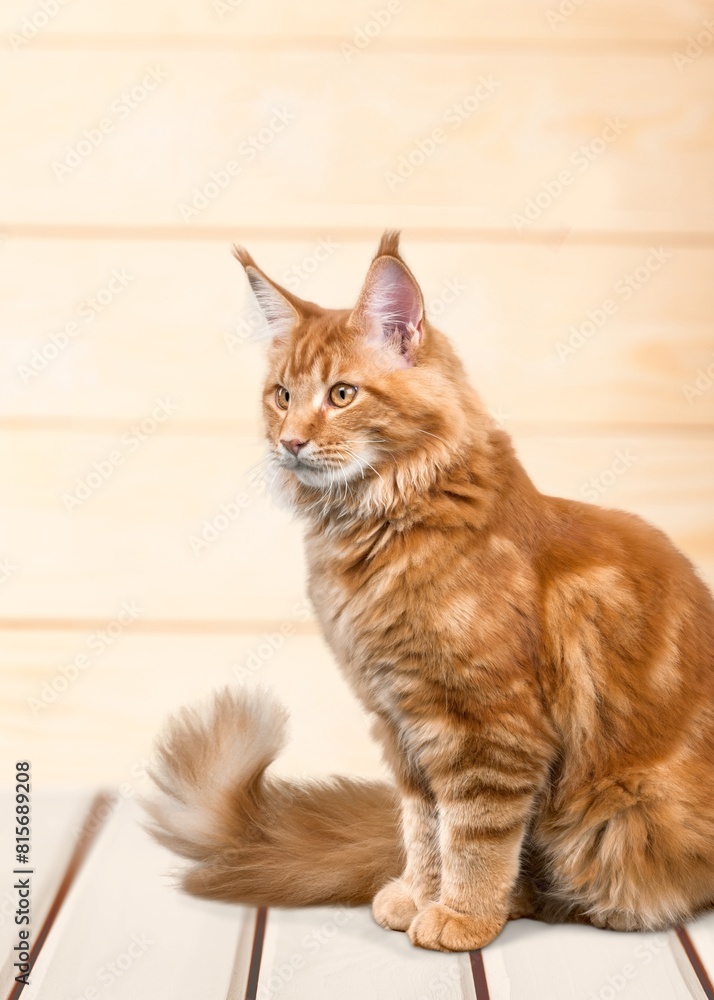 Sticker Fluffy cute domestic cat sitting