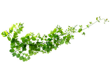 leaf vine Isolate on transparent background PNG file
