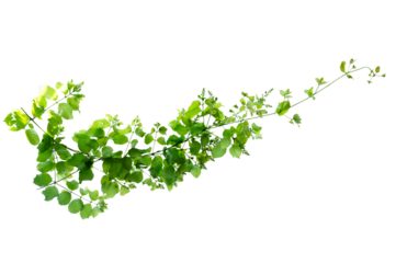 leaf vine Isolate on transparent background PNG file