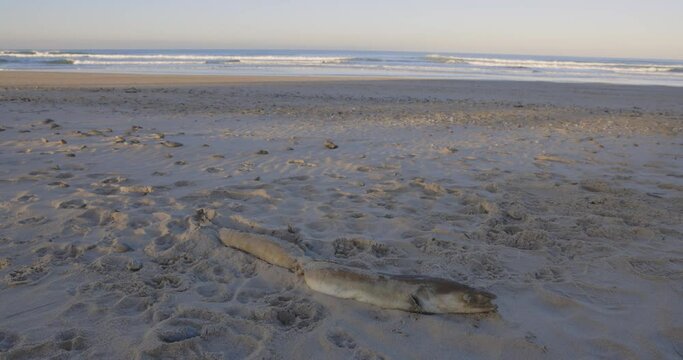 Fish wahsed up dead on beach on a calm morning at sunrise