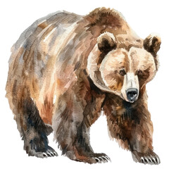 Obraz premium Grizzly bear watercolor isolate illustration png.
