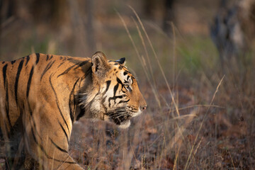 Free ranging wild Indian bengal tiger in India jungle