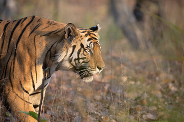 Free ranging wild Indian bengal tiger in India jungle