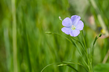 flax flower in the field close-up