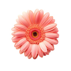 Pink cosmos flower isolated on transparent background