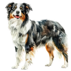 Australian shepherd watercolor isolate illustration png.