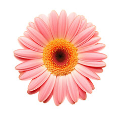 Pink cosmos flower isolated on transparent background