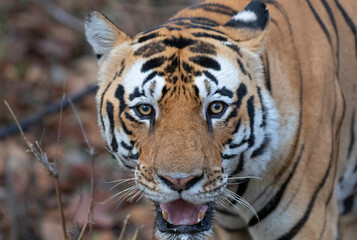 Free ranging wild Indian bengal tiger in India jungle