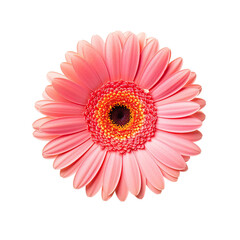Pink cosmos flower isolated on transparent background