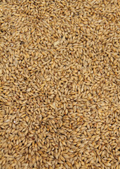 A Background Image of Fresh Malting Barley Grains.