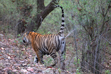 Free ranging wild Indian bengal tiger in India jungle