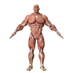 Bodybuilder with muscle Character isolated 3d rendered illustration