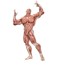 Bodybuilder with muscle Character isolated 3d rendered illustration
