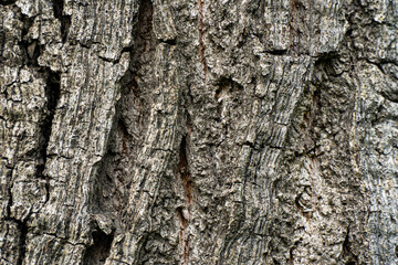 A detailed close-up shot of tree bark, showcasing the intricate textures and patterns of the rough, aged surface. Ideal for use as a natural texture background or in environmental and forestry-related