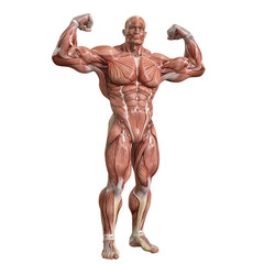 Bodybuilder with muscle Character isolated 3d rendered illustration