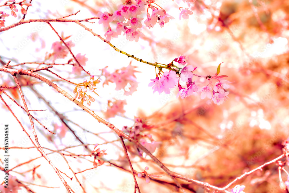 Wall mural Pink Wild Himalayan Cherry flowers blooming at Chiang Mai Province