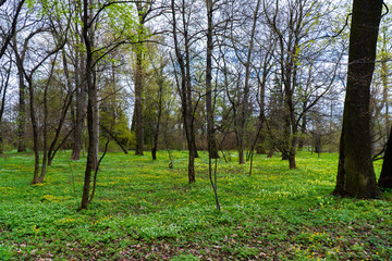 Fototapeta premium An enchanting view of a forest ground covered in blooming white wildflowers and lush green foliage. This serene nature scene captures the beauty of spring, with vibrant greenery and delicate flowers