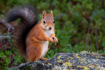 Red Tree Squirrel