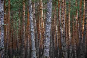 Pine forest landscape