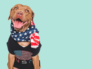 Cute dog, T-shirt and scarf with American flag patterns. Closeup, indoors. Studio shot. Congratulations for family, loved ones, relatives, friends and colleagues. Pets care concept