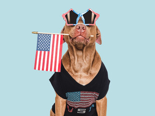Cute dog, sunglasses and American Flag. Closeup, indoors. Studio shot. Congratulations for family, loved ones, relatives, friends and colleagues. Pets care concept