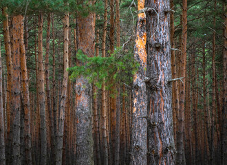 Fototapeta premium Pine forest landscape